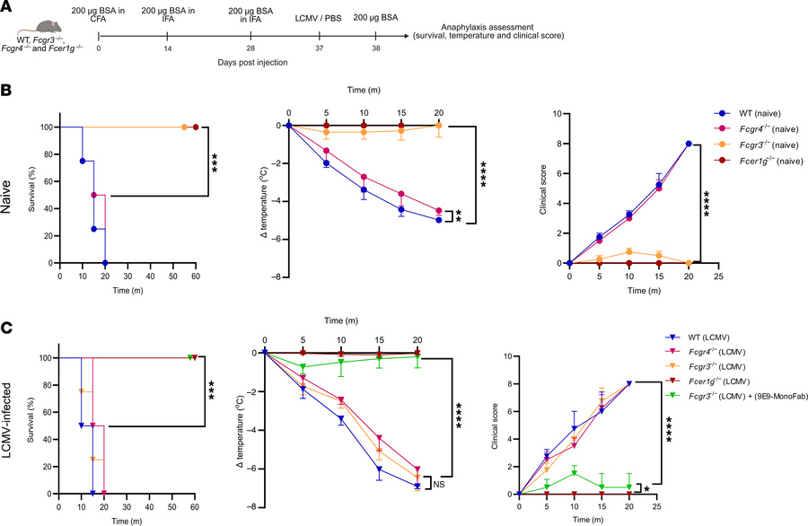 Viral infection shifts FcγR dependency toward FcγRIV in ASA.
(A) Schemat...