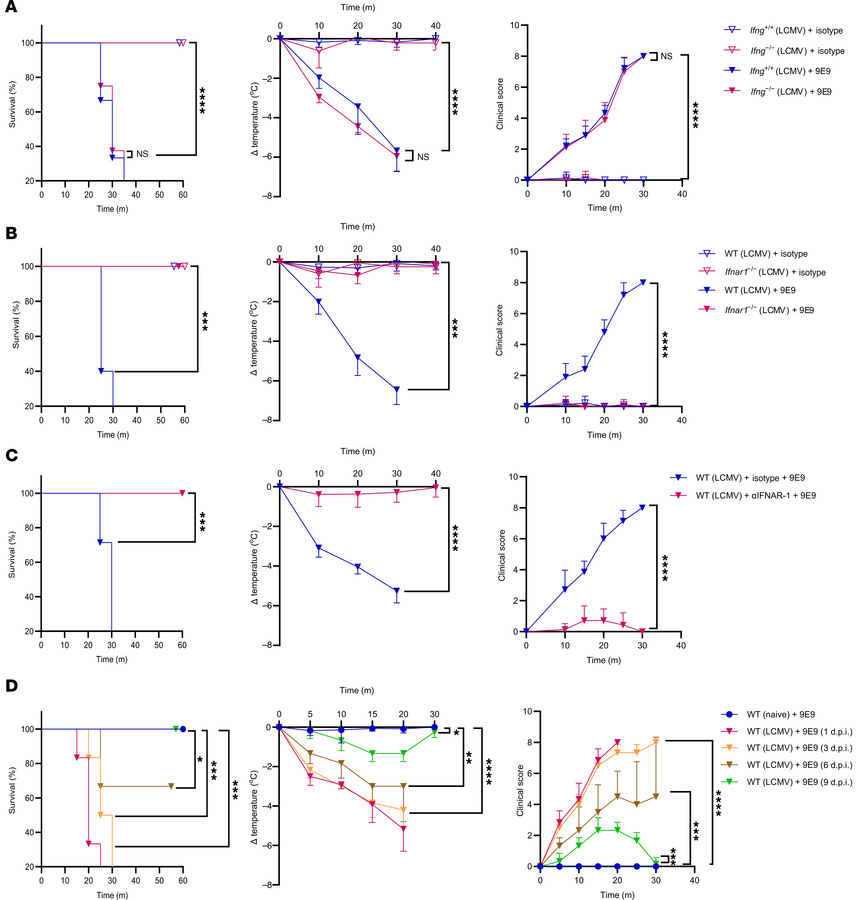 IFN-I is required for FcγRIV-dependent anaphylaxis after infection.
(A) ...