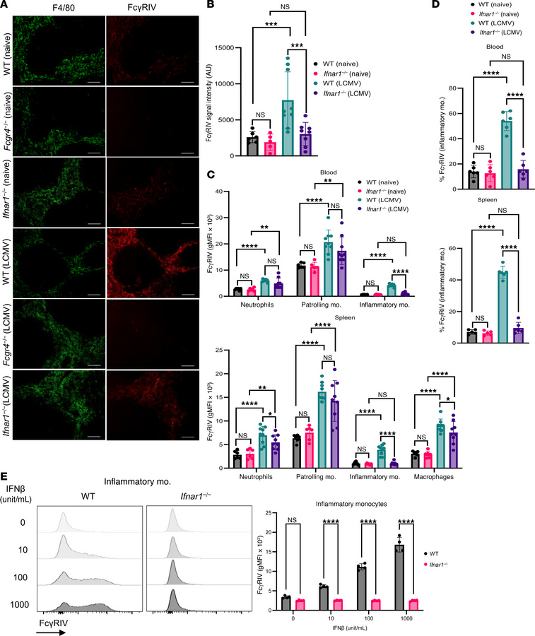 IFN-I signaling is crucial for FcγRIV upregulation on inflammatory monoc...
