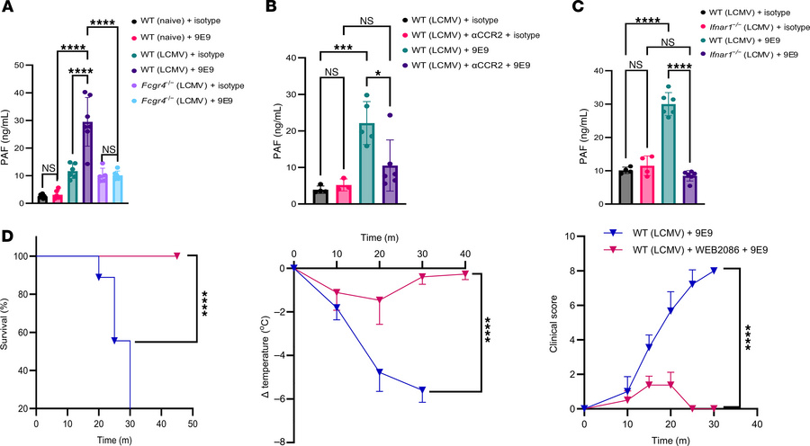 FcγRIV post-infection crosslinking triggers PAF production, leading to m...
