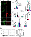 IFN-I signaling is crucial for FcγRIV upregulation on inflammatory monocyte