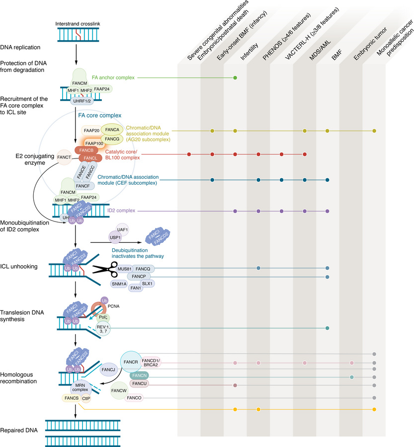 Disruption of the FA/BRCA DNA repair pathway correlates with clinical ph...