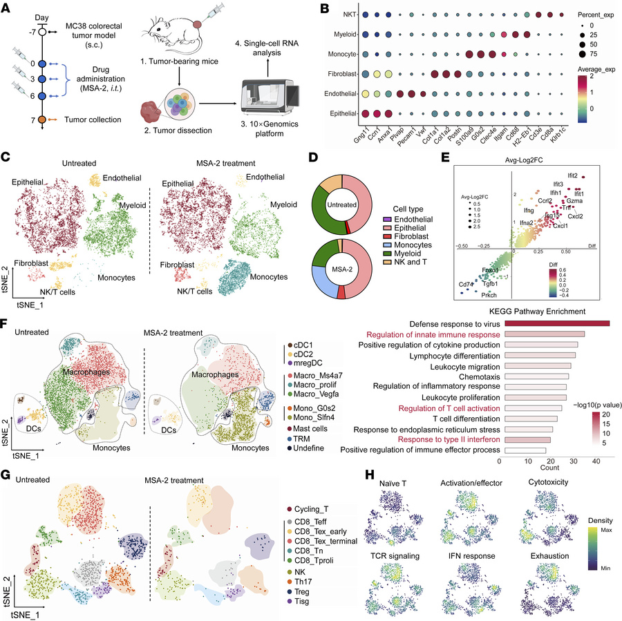 Intratumoral injection of MSA-2 elicits a potent proinflammatory respons...