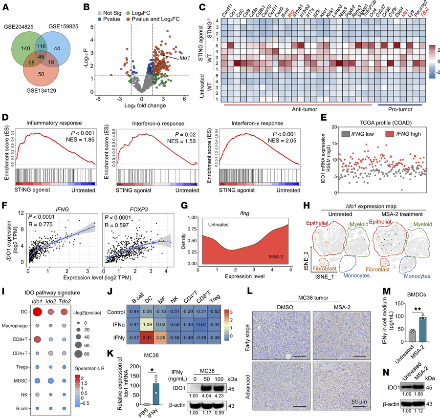 STING pathway activation upregulates the expression of Ido1.
(A) Venn di...