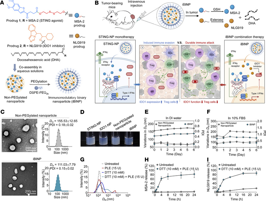 Preparation and characterization of the iBINP.
(A) Structural formula an...