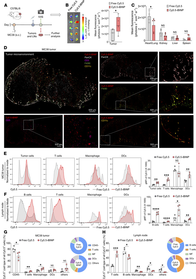iBINP enhances tumor accumulation and lymphatic delivery, promoting immu...