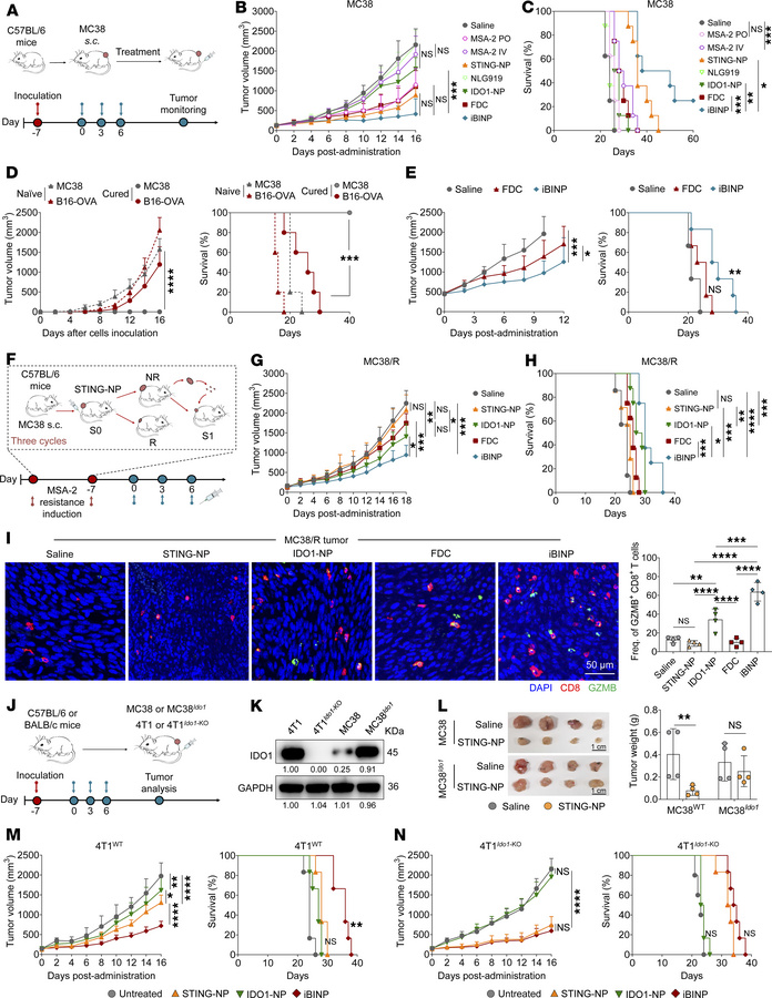 iBINP overcomes acquired resistance to STING monotherapy by targeting th...