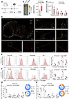 iBINP enhances tumor accumulation and lymphatic delivery, promoting immune