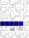 iBINP overcomes acquired resistance to STING monotherapy by targeting the I