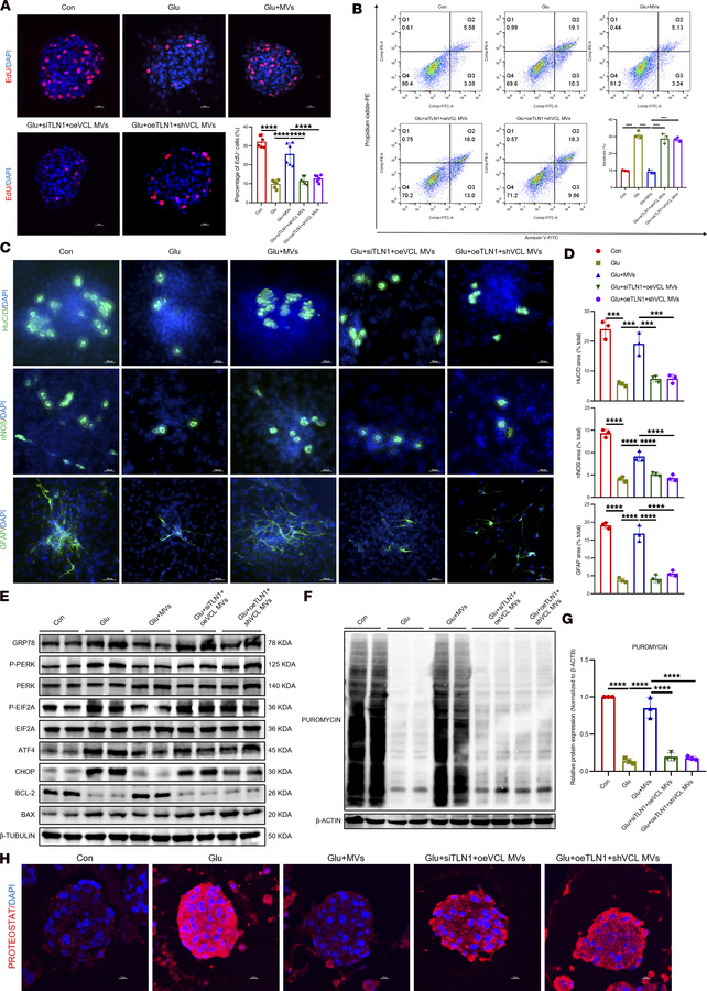 VCL–TLN1 interaction is required for BMSC-MV–mediated functional recover...