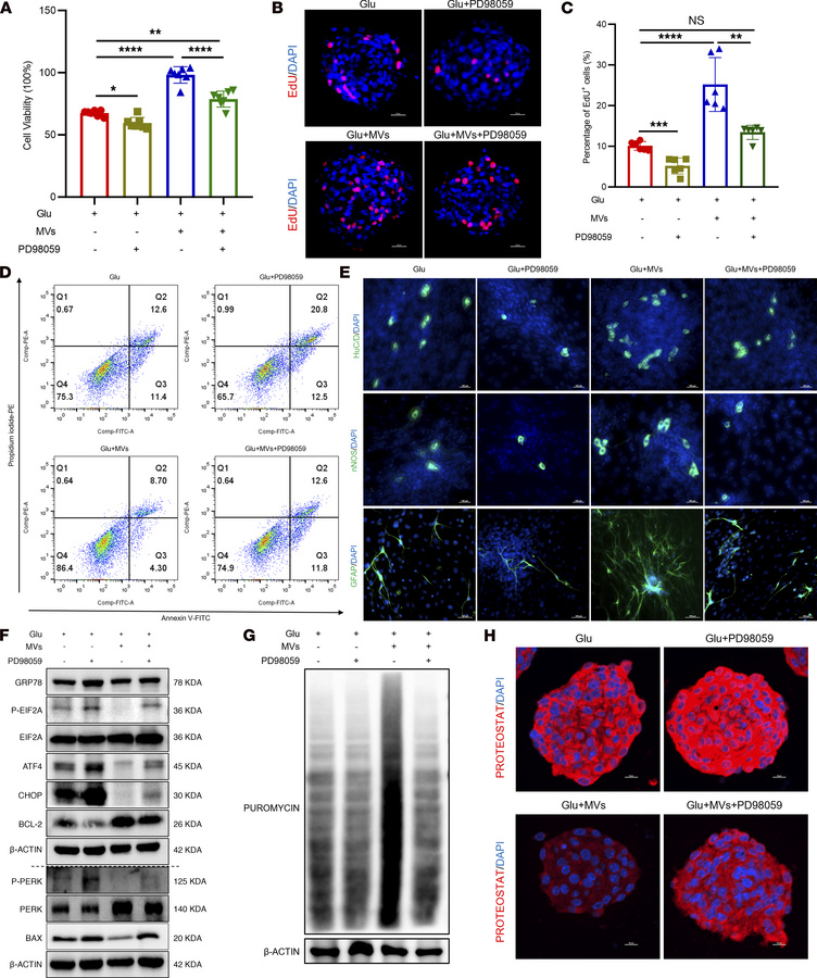 Pharmacological inhibition of ERK abolishes the protective effects of BM...