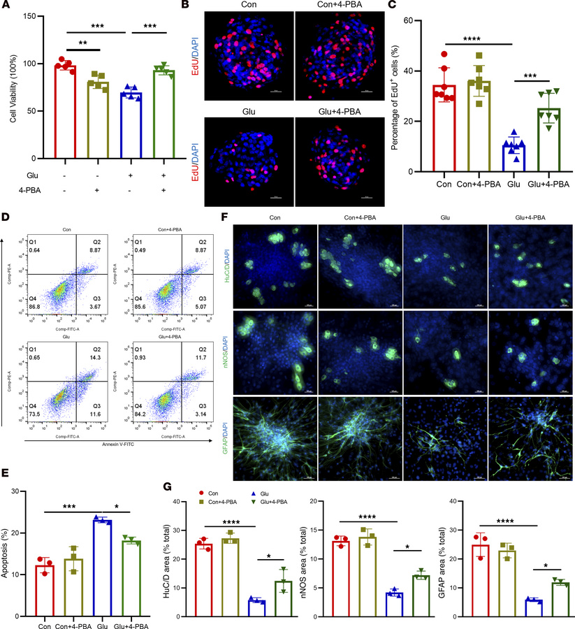 Inhibition of ER stress ameliorates high glucose–induced dysfunction in ...