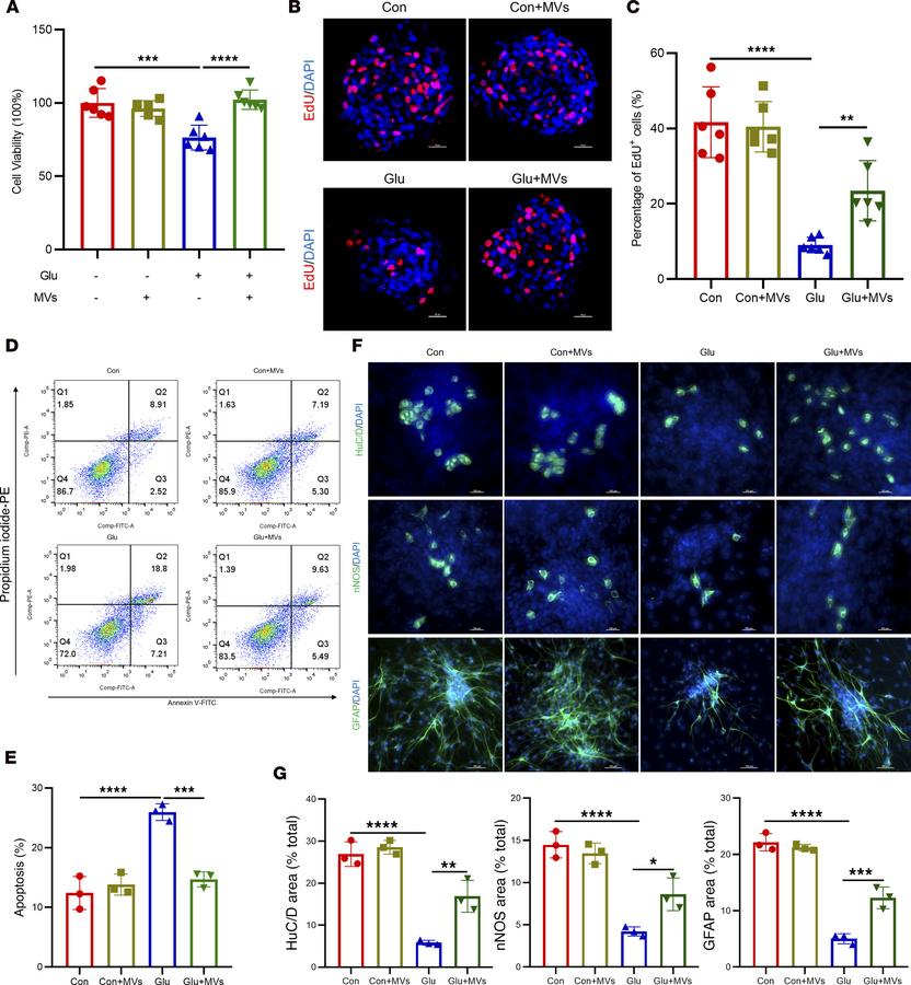 BMSC-MVs suppress ER stress and the pro-apoptotic PERK branch activation...