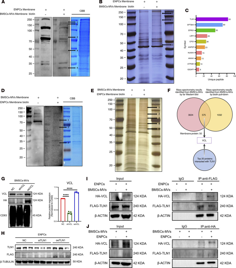 Surface VCL on BMSC-MVs mediates internalization by binding to TLN1 on E...