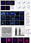 VCL–TLN1 interaction is required for BMSC-MV–mediated functional recovery i