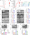 ERK activation is identified as a key event in BMSC-MV–mediated protection.