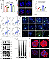 Pharmacological inhibition of ERK abolishes the protective effects of BMSC-