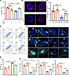 Inhibition of ER stress ameliorates high glucose–induced dysfunction in ENP
