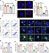 BMSC-MVs suppress ER stress and the pro-apoptotic PERK branch activation in