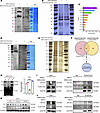 Surface VCL on BMSC-MVs mediates internalization by binding to TLN1 on ENPC