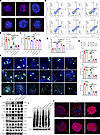 Loss of VCL or TLN1 abolishes the protective effects of BMSC-MVs on ENPCs.