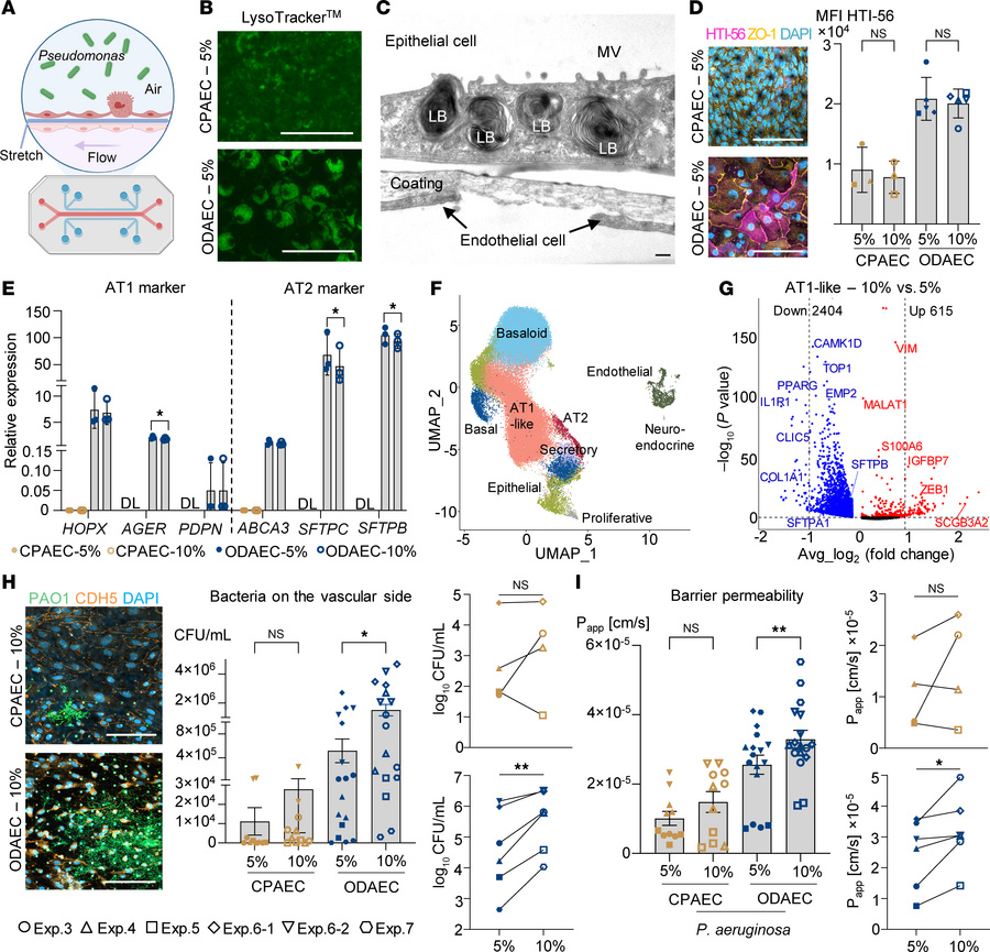 Organoid-derived alveolar cells differentiate on a stretchable microflui...