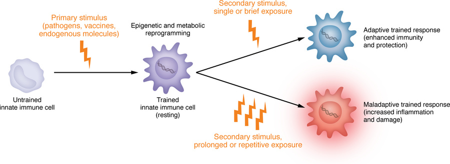 The spectrum of TRIM responses: from protection to pathology.
TRIM is in...