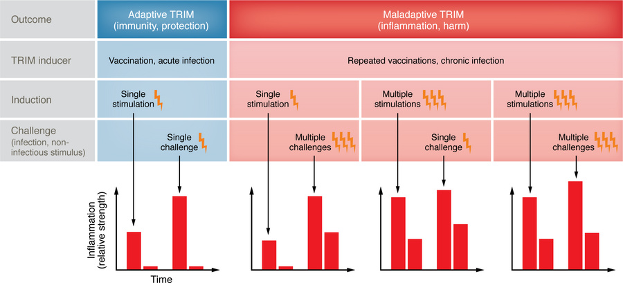 Balancing TRIM responses: context-dependent outcomes.
TRIM can result in...