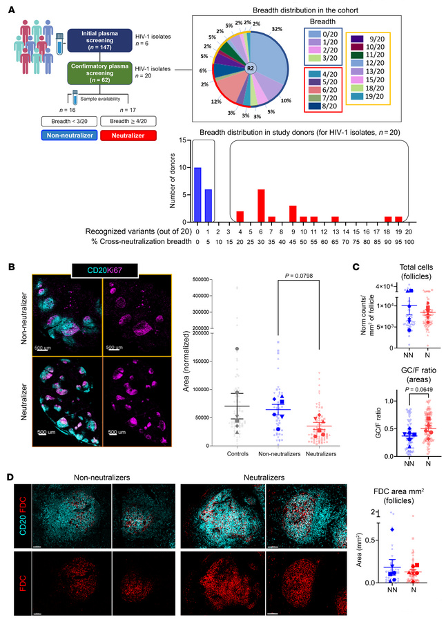 Cross-neutralization is associated with GCs displaying preserved feature...