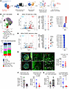Tfh cells are characterized by a molecular profile favoring their different