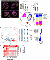 GC B cells express a molecular profile favoring GC development in cross-neu