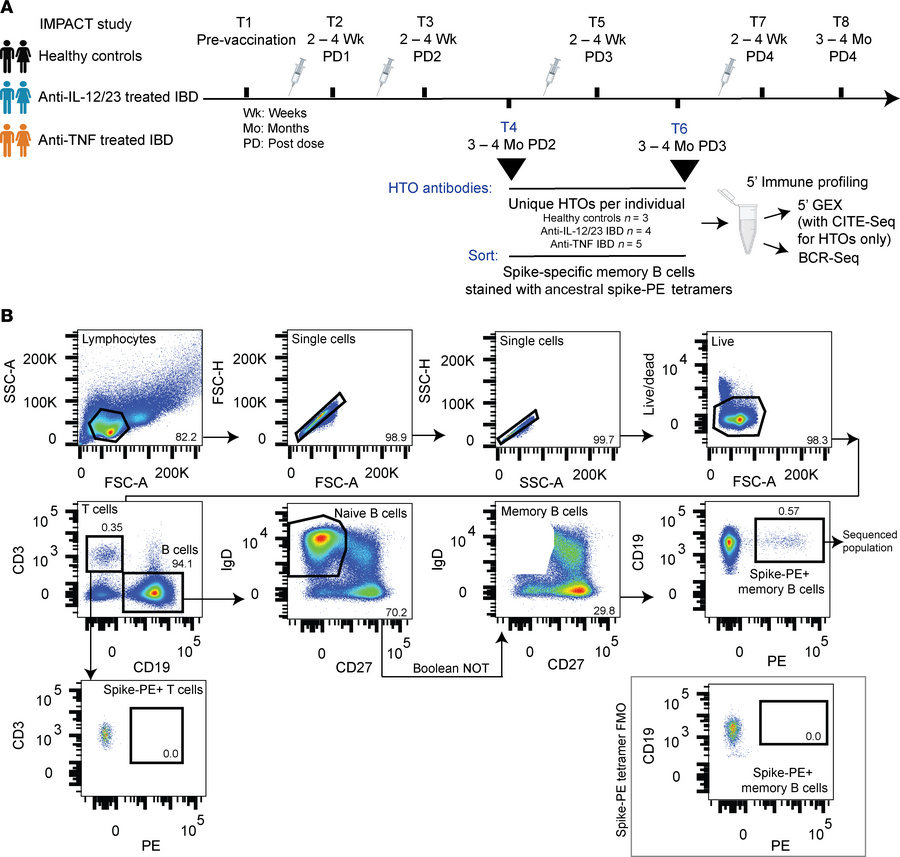 Study design and isolation of S-specific memory B cells for single-cell ...