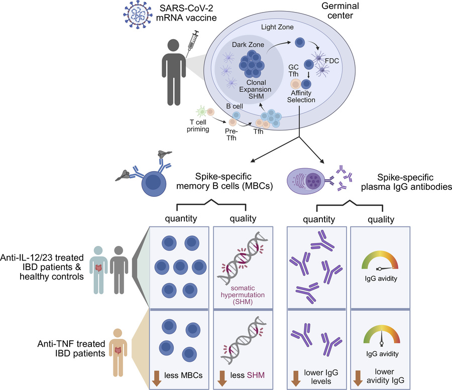 graphical abstract