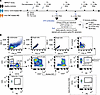 Study design and isolation of S-specific memory B cells for single-cell RNA
