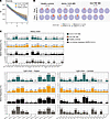 Biased BCR heavy and light chain variable gene usage in S-specific memory B