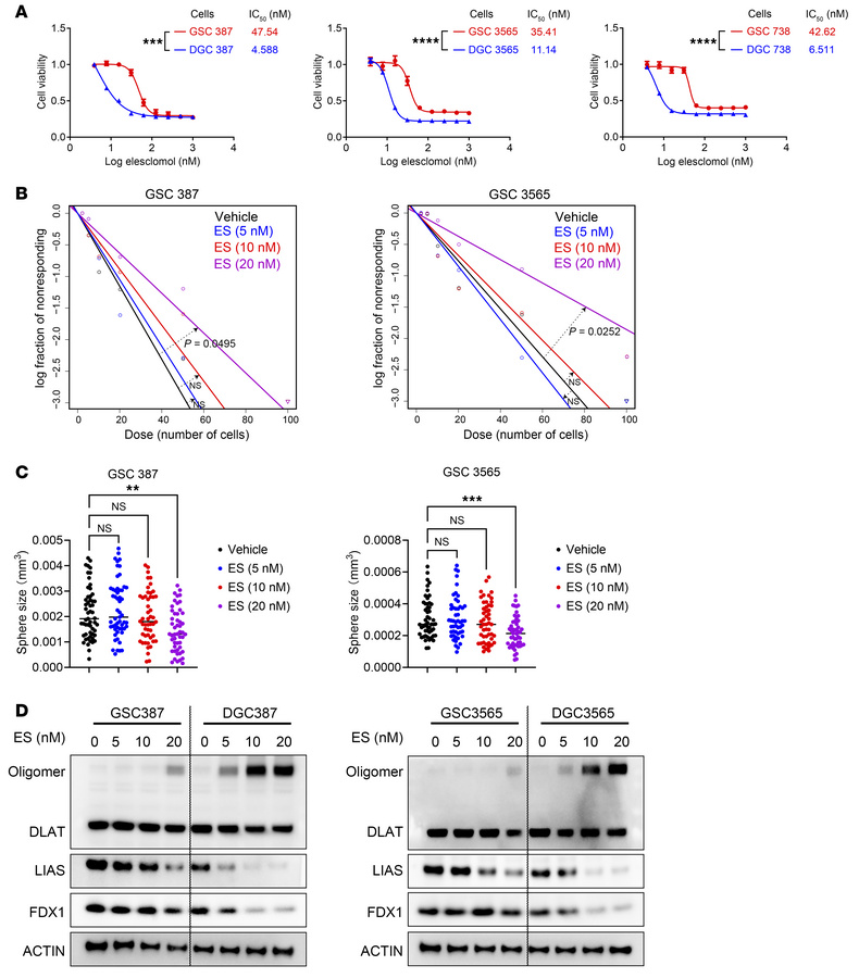 Cancer stem cells are resistant to cuproptosis.
(A) IC50 values and dose...