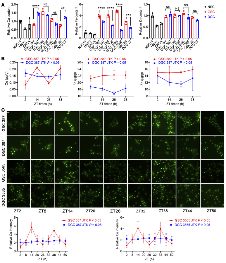 Copper levels display circadian oscillations specifically in GSCs.
(A) I...