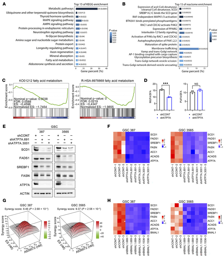Fatty acid metabolism mediates downstream effects of ATP7A.
(A and B) KE...