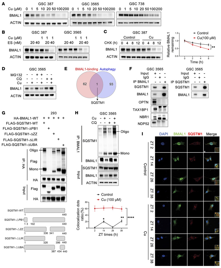 Copper feeds back onto the clock through SQSTM1-mediated autophagy.
(A a...