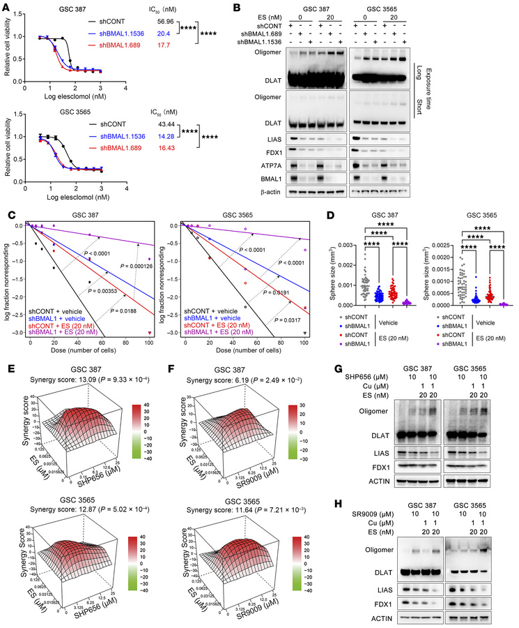 Targeting the circadian clock augments efficacy of cuproptosis.
(A) Conc...