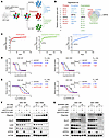 ATP7A is a GSC dependency gene to survive cuproptosis and clock disruption.