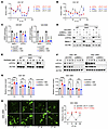 The core clock regulates ATP7A and copper levels.