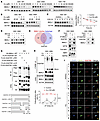 Copper feeds back onto the clock through SQSTM1-mediated autophagy.