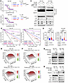 Targeting the circadian clock augments efficacy of cuproptosis.