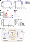 Targeting circadian clock-ATP7A-cuproptosis function in vivo.