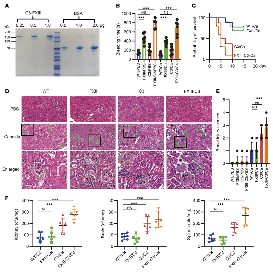 Autoimmune FXIII-C3–deficient mice had severe pathogenic infections with...