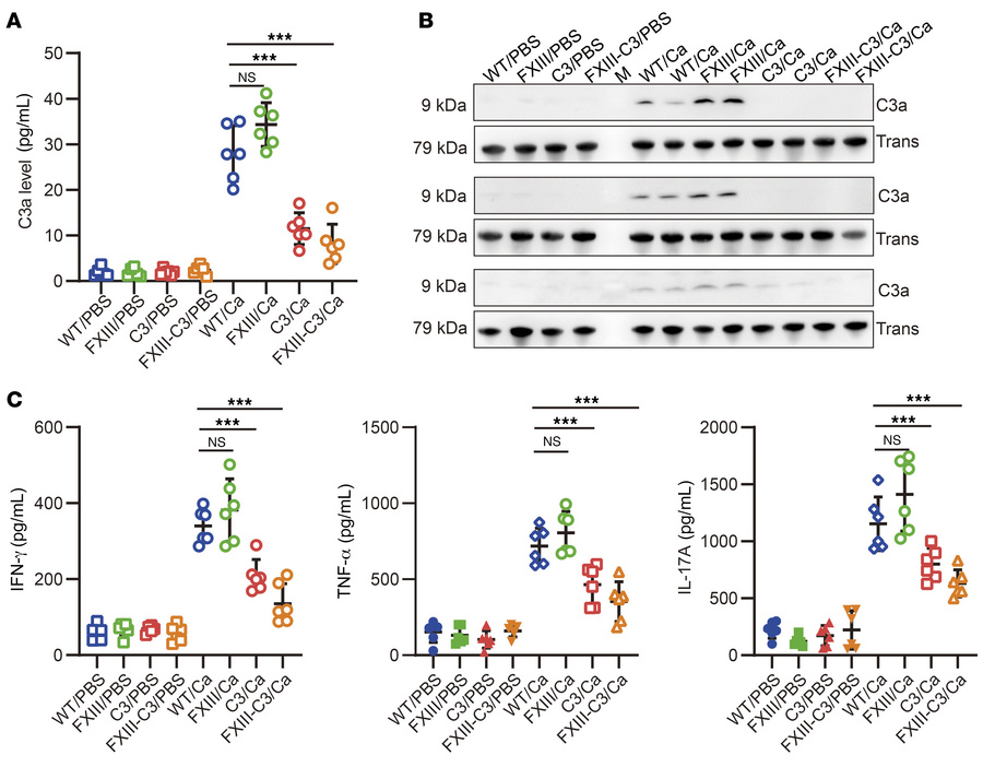 Autoimmune FXIII-C3–deficient mice had defective complement activation a...