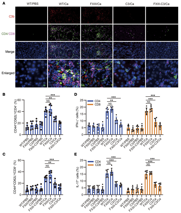 Autoimmune FXIII-C3–deficient mice had defective complement and T cell a...