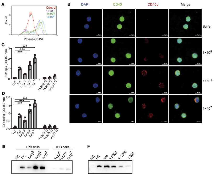 Pathogenic C. albicans infection–promoted autoantibody production was me...