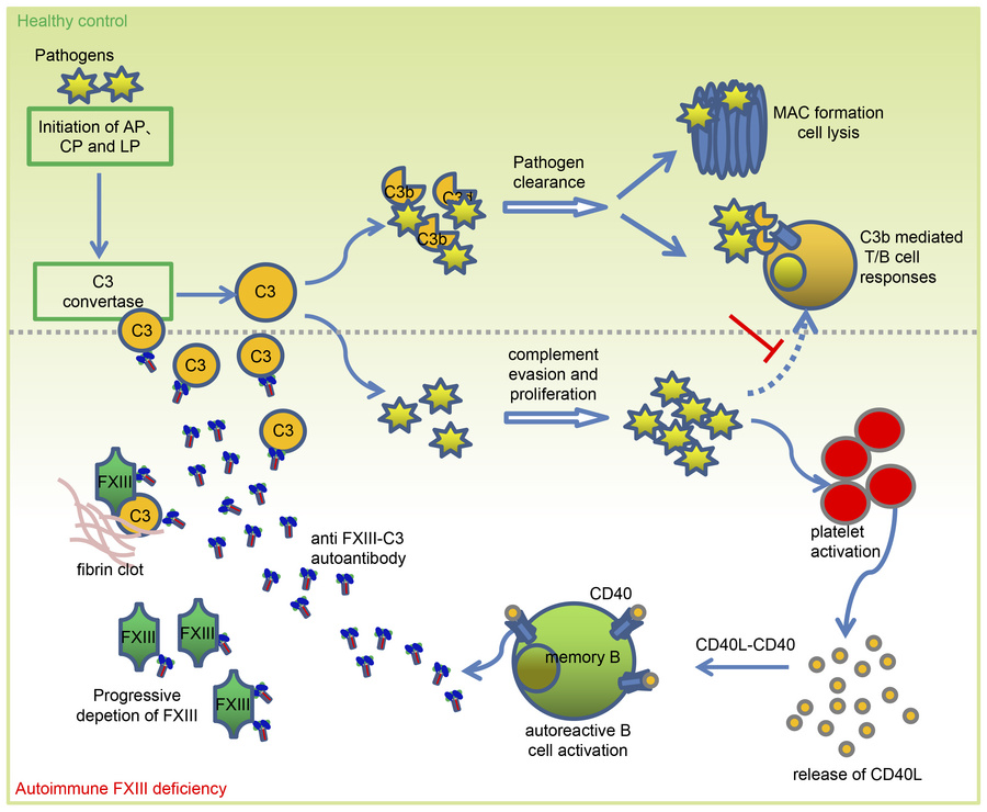 A model of action about the self-enhanced amplification loop of combined...